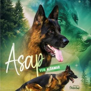 Meet your Posher, Cesar